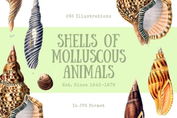 Illustrations from Shells of Molluscous: A Digital Treasure for Creatives
